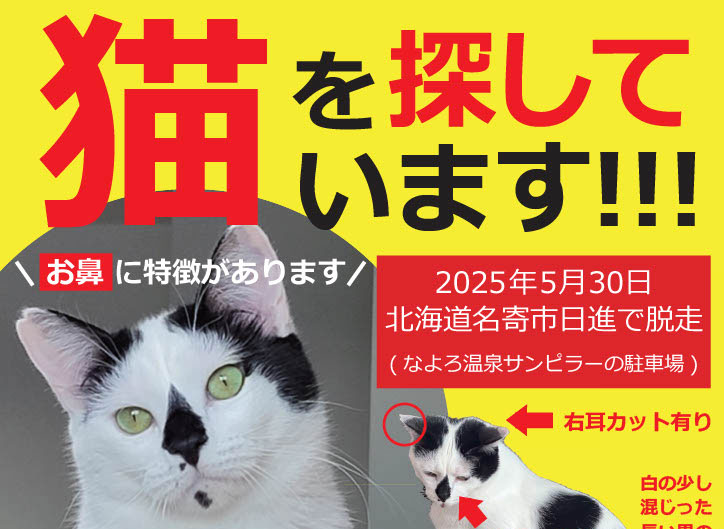 猫を探しています