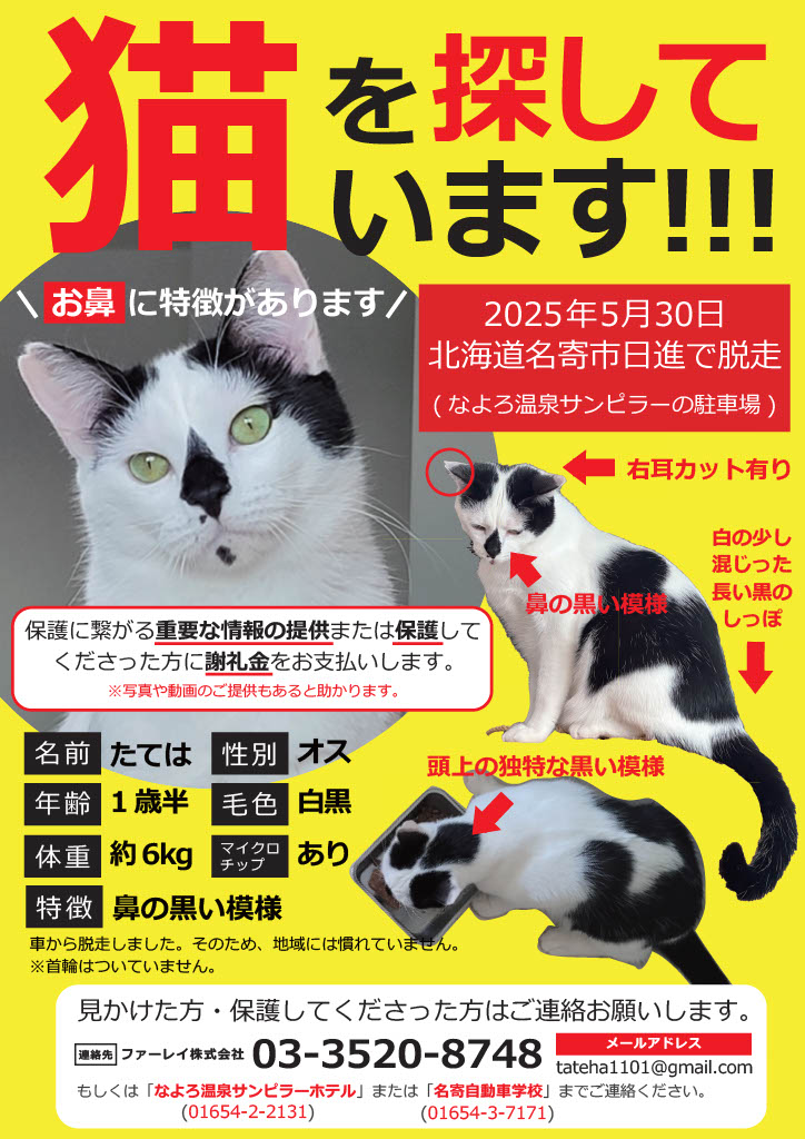猫を探しています